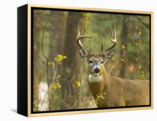 Whitetail Deer Buck in Whitefish, Montana, Usa-Chuck Haney-Framed Premier Image Canvas