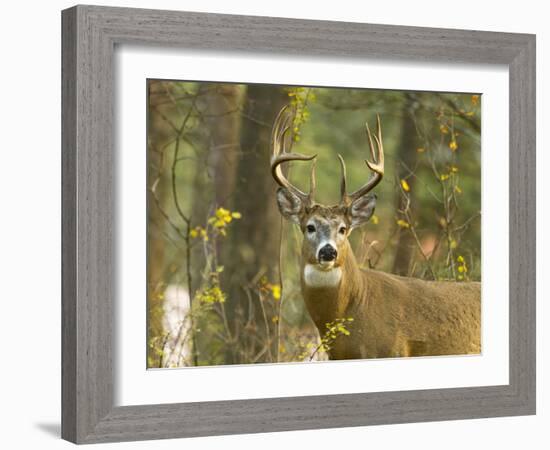 Whitetail Deer Buck in Whitefish, Montana, Usa-Chuck Haney-Framed Photographic Print