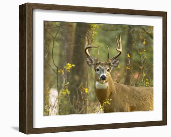 Whitetail Deer Buck in Whitefish, Montana, Usa-Chuck Haney-Framed Photographic Print