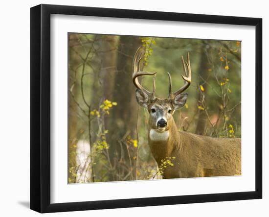 Whitetail Deer Buck in Whitefish, Montana, Usa-Chuck Haney-Framed Photographic Print