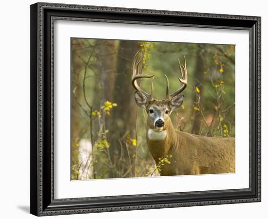 Whitetail Deer Buck in Whitefish, Montana, Usa-Chuck Haney-Framed Photographic Print