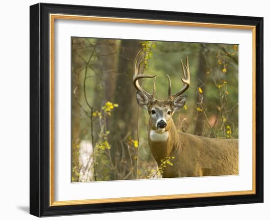 Whitetail Deer Buck in Whitefish, Montana, Usa-Chuck Haney-Framed Photographic Print