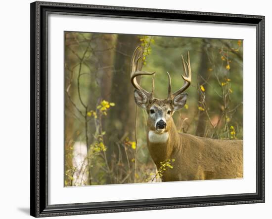 Whitetail Deer Buck in Whitefish, Montana, Usa-Chuck Haney-Framed Photographic Print