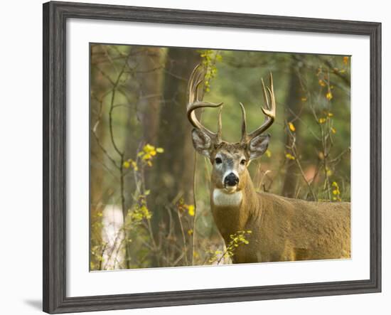 Whitetail Deer Buck in Whitefish, Montana, Usa-Chuck Haney-Framed Photographic Print