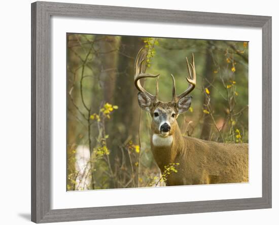 Whitetail Deer Buck in Whitefish, Montana, Usa-Chuck Haney-Framed Photographic Print