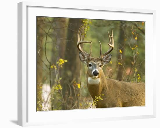 Whitetail Deer Buck in Whitefish, Montana, Usa-Chuck Haney-Framed Photographic Print