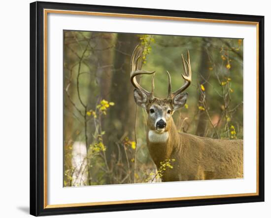 Whitetail Deer Buck in Whitefish, Montana, Usa-Chuck Haney-Framed Photographic Print