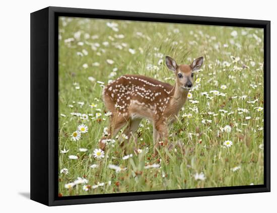 Whitetail Deer Fawn Among Oxeye Daisy, in Captivity, Sandstone, Minnesota, USA-James Hager-Framed Premier Image Canvas