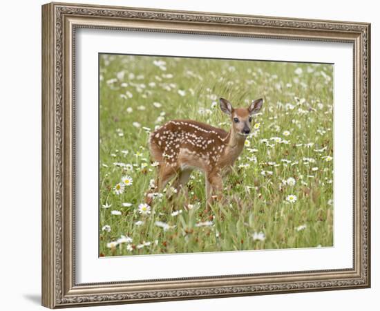 Whitetail Deer Fawn Among Oxeye Daisy, in Captivity, Sandstone, Minnesota, USA-James Hager-Framed Photographic Print