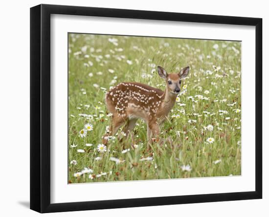 Whitetail Deer Fawn Among Oxeye Daisy, in Captivity, Sandstone, Minnesota, USA-James Hager-Framed Photographic Print