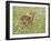 Whitetail Deer Fawn Among Oxeye Daisy, in Captivity, Sandstone, Minnesota, USA-James Hager-Framed Photographic Print