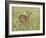 Whitetail Deer Fawn Among Oxeye Daisy, in Captivity, Sandstone, Minnesota, USA-James Hager-Framed Photographic Print