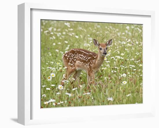 Whitetail Deer Fawn Among Oxeye Daisy, in Captivity, Sandstone, Minnesota, USA-James Hager-Framed Photographic Print