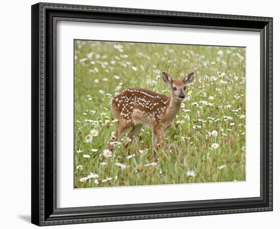 Whitetail Deer Fawn Among Oxeye Daisy, in Captivity, Sandstone, Minnesota, USA-James Hager-Framed Photographic Print