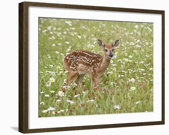 Whitetail Deer Fawn Among Oxeye Daisy, in Captivity, Sandstone, Minnesota, USA-James Hager-Framed Photographic Print