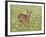 Whitetail Deer Fawn Among Oxeye Daisy, in Captivity, Sandstone, Minnesota, USA-James Hager-Framed Photographic Print