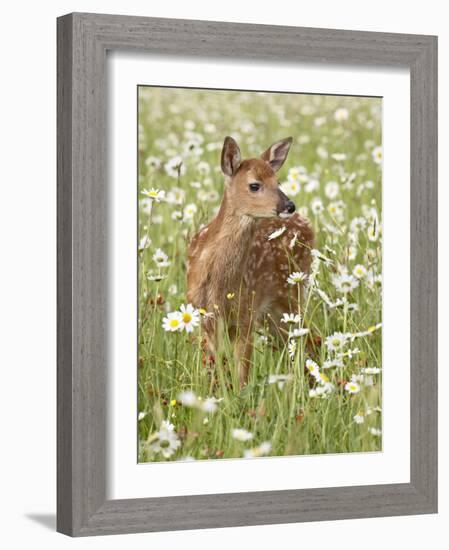 Whitetail Deer Fawn Among Oxeye Daisy, in Captivity, Sandstone, Minnesota, USA-James Hager-Framed Photographic Print