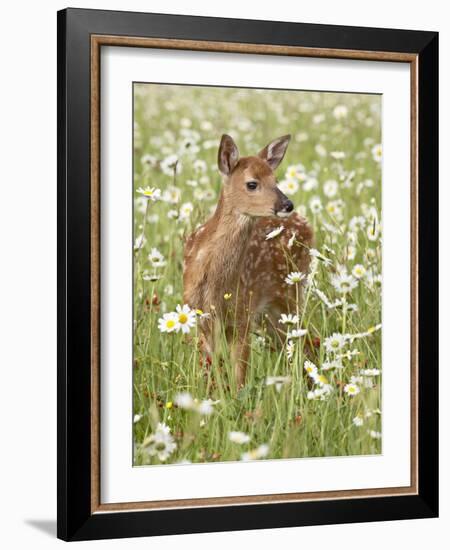 Whitetail Deer Fawn Among Oxeye Daisy, in Captivity, Sandstone, Minnesota, USA-James Hager-Framed Photographic Print