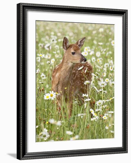 Whitetail Deer Fawn Among Oxeye Daisy, in Captivity, Sandstone, Minnesota, USA-James Hager-Framed Photographic Print