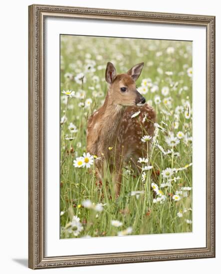 Whitetail Deer Fawn Among Oxeye Daisy, in Captivity, Sandstone, Minnesota, USA-James Hager-Framed Photographic Print