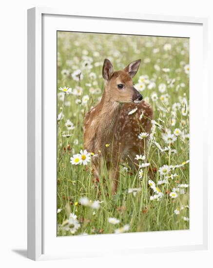 Whitetail Deer Fawn Among Oxeye Daisy, in Captivity, Sandstone, Minnesota, USA-James Hager-Framed Photographic Print