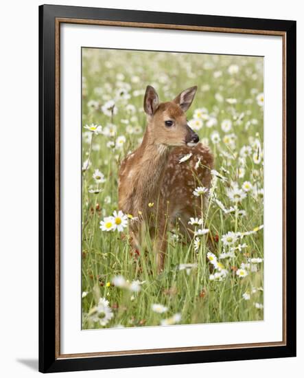 Whitetail Deer Fawn Among Oxeye Daisy, in Captivity, Sandstone, Minnesota, USA-James Hager-Framed Photographic Print