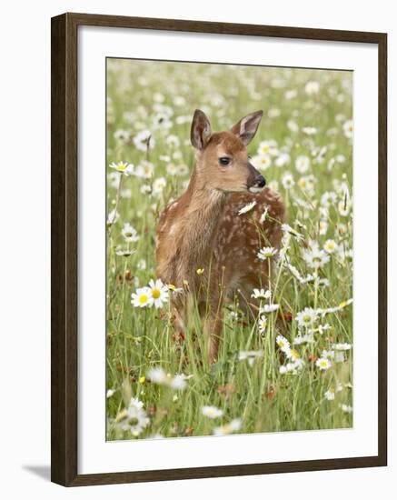 Whitetail Deer Fawn Among Oxeye Daisy, in Captivity, Sandstone, Minnesota, USA-James Hager-Framed Photographic Print