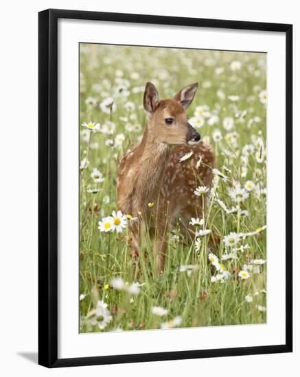 Whitetail Deer Fawn Among Oxeye Daisy, in Captivity, Sandstone, Minnesota, USA-James Hager-Framed Photographic Print