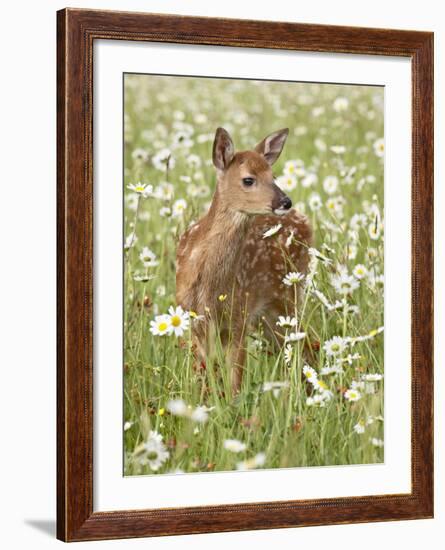 Whitetail Deer Fawn Among Oxeye Daisy, in Captivity, Sandstone, Minnesota, USA-James Hager-Framed Photographic Print