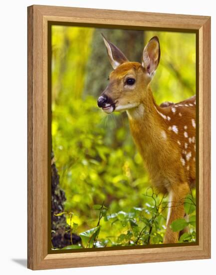 Whitetail Deer Fawn in Whitefish, Montana, Usa-Chuck Haney-Framed Premier Image Canvas