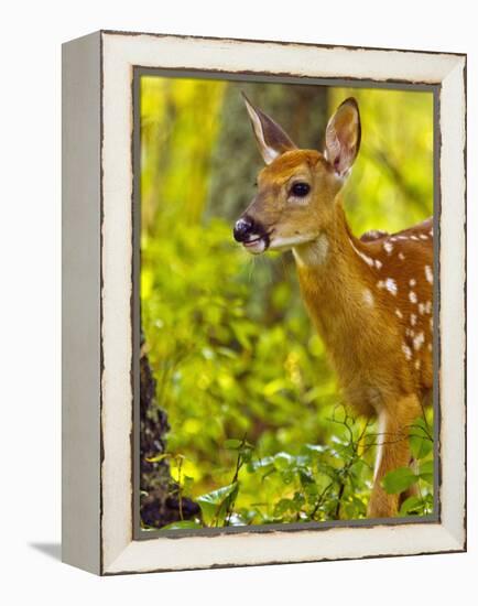 Whitetail Deer Fawn in Whitefish, Montana, Usa-Chuck Haney-Framed Premier Image Canvas