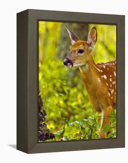 Whitetail Deer Fawn in Whitefish, Montana, Usa-Chuck Haney-Framed Premier Image Canvas