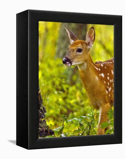 Whitetail Deer Fawn in Whitefish, Montana, Usa-Chuck Haney-Framed Premier Image Canvas