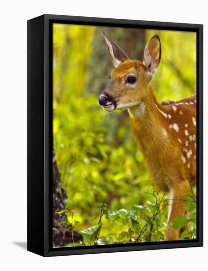 Whitetail Deer Fawn in Whitefish, Montana, Usa-Chuck Haney-Framed Premier Image Canvas