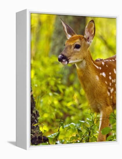 Whitetail Deer Fawn in Whitefish, Montana, Usa-Chuck Haney-Framed Premier Image Canvas