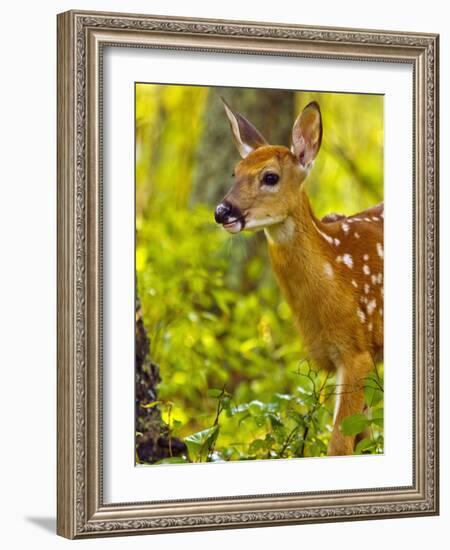 Whitetail Deer Fawn in Whitefish, Montana, Usa-Chuck Haney-Framed Photographic Print