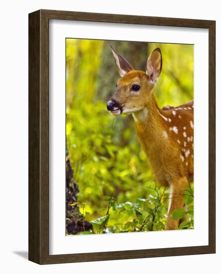 Whitetail Deer Fawn in Whitefish, Montana, Usa-Chuck Haney-Framed Photographic Print