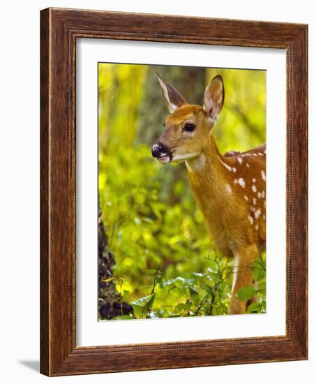 Whitetail Deer Fawn in Whitefish, Montana, Usa-Chuck Haney-Framed Photographic Print