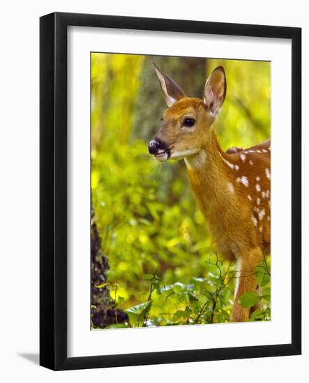 Whitetail Deer Fawn in Whitefish, Montana, Usa-Chuck Haney-Framed Photographic Print