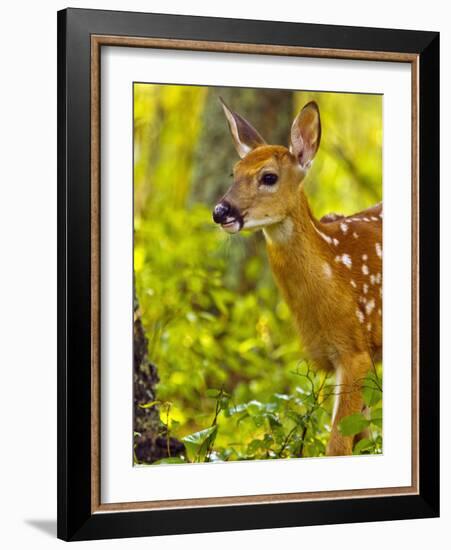 Whitetail Deer Fawn in Whitefish, Montana, Usa-Chuck Haney-Framed Photographic Print