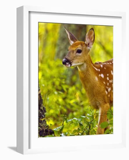 Whitetail Deer Fawn in Whitefish, Montana, Usa-Chuck Haney-Framed Photographic Print