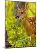 Whitetail Deer Fawn in Whitefish, Montana, Usa-Chuck Haney-Mounted Photographic Print