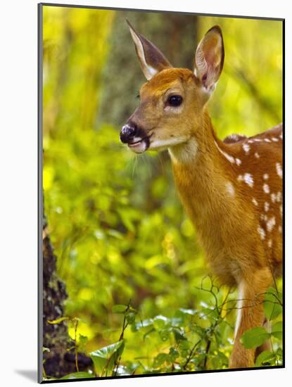 Whitetail Deer Fawn in Whitefish, Montana, Usa-Chuck Haney-Mounted Photographic Print