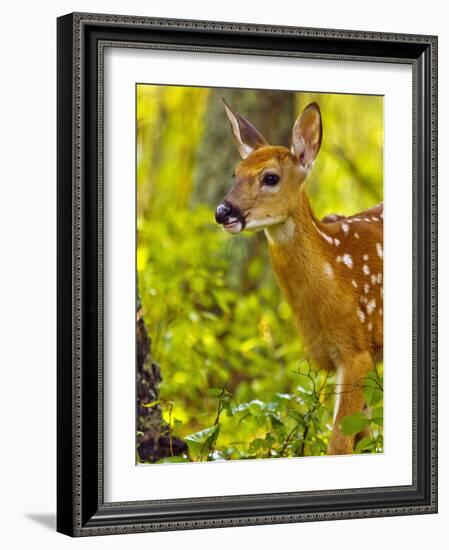 Whitetail Deer Fawn in Whitefish, Montana, Usa-Chuck Haney-Framed Photographic Print