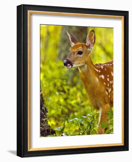 Whitetail Deer Fawn in Whitefish, Montana, Usa-Chuck Haney-Framed Photographic Print