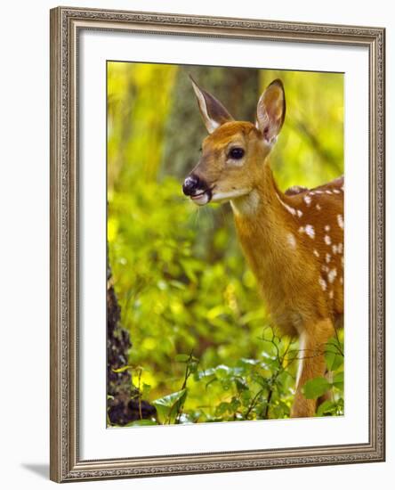 Whitetail Deer Fawn in Whitefish, Montana, Usa-Chuck Haney-Framed Photographic Print