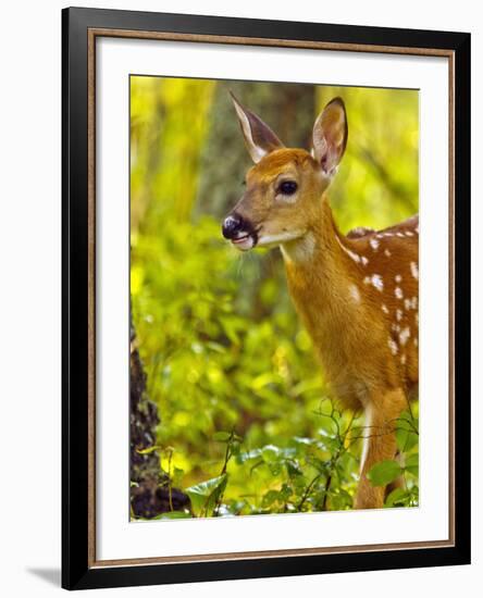 Whitetail Deer Fawn in Whitefish, Montana, Usa-Chuck Haney-Framed Photographic Print