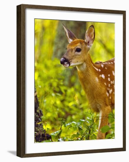 Whitetail Deer Fawn in Whitefish, Montana, Usa-Chuck Haney-Framed Photographic Print