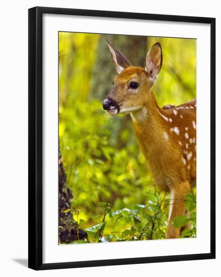 Whitetail Deer Fawn in Whitefish, Montana, Usa-Chuck Haney-Framed Photographic Print