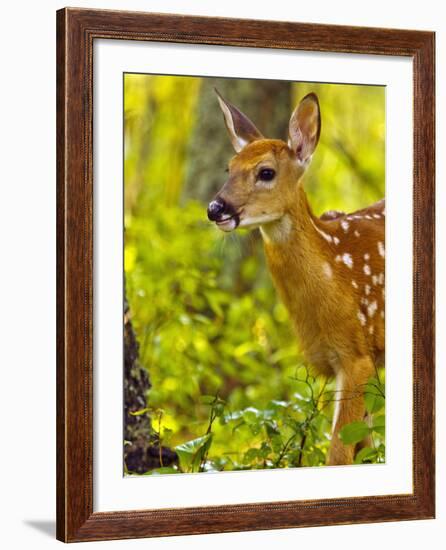 Whitetail Deer Fawn in Whitefish, Montana, Usa-Chuck Haney-Framed Photographic Print